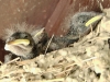 Vogelnest an der Jugendherberge