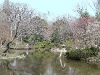 erste Spuren der japanischen Kirschblüte (Hanami)