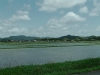 Reisfelder auf dem Weg von Ube nach Iwakuni