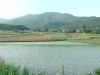 Reisfelder auf dem Weg nach Gyeongju